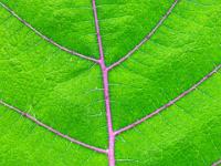 Blattadern im Detailblick